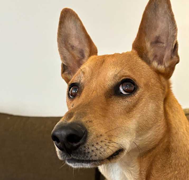 Photo of Ollie