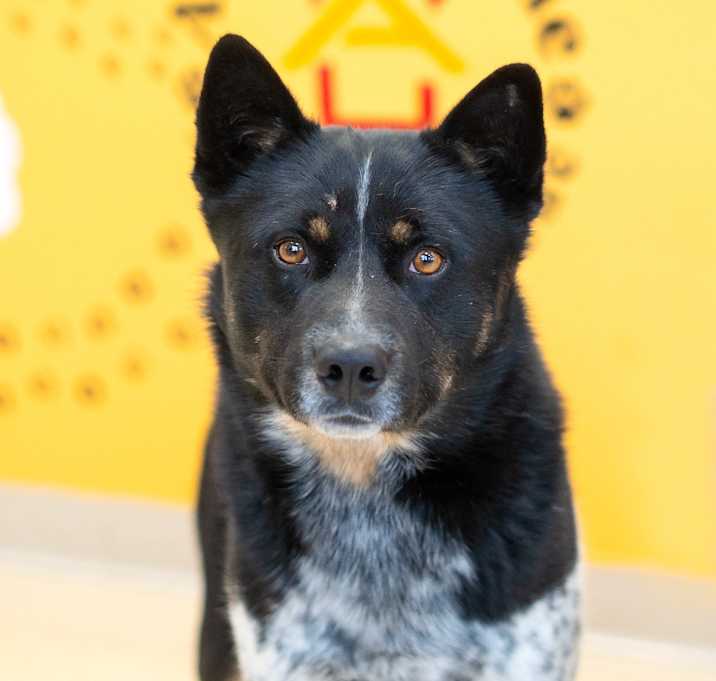 Photo of Hoshi