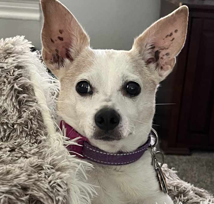 Photo of Lucy
