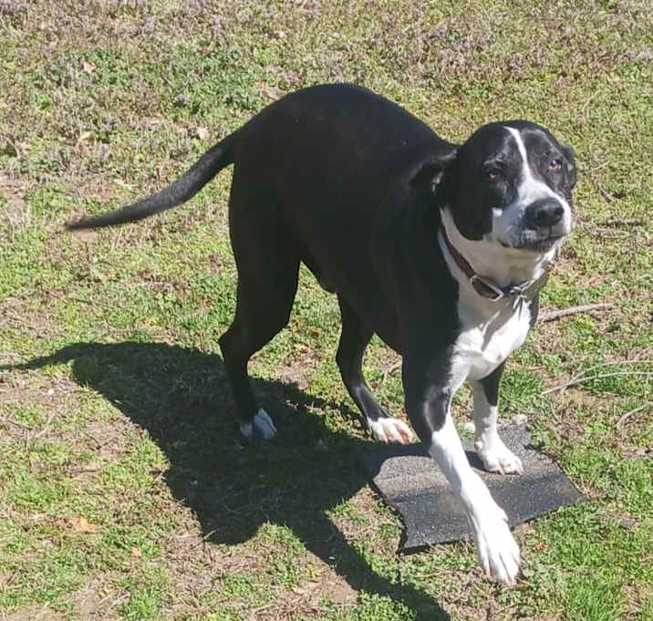 Photo of Buddy