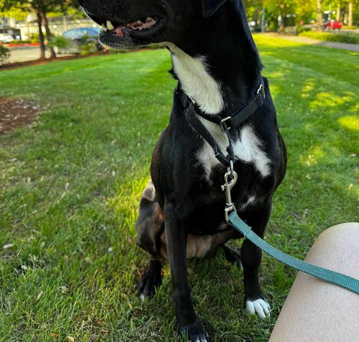 Photo of Kaya