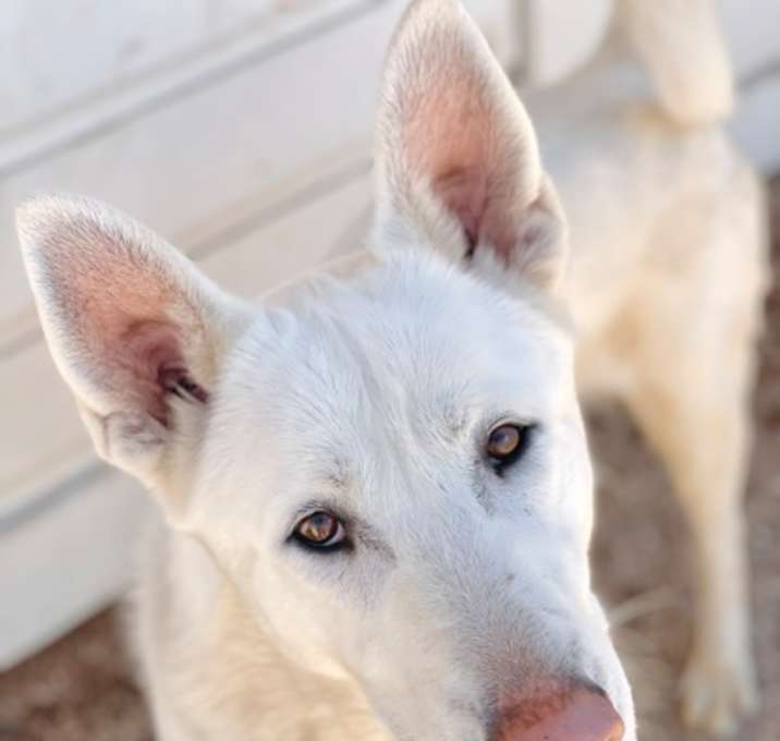 Photo of Tyr