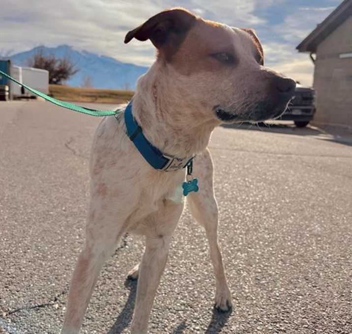 Photo of ROSKO