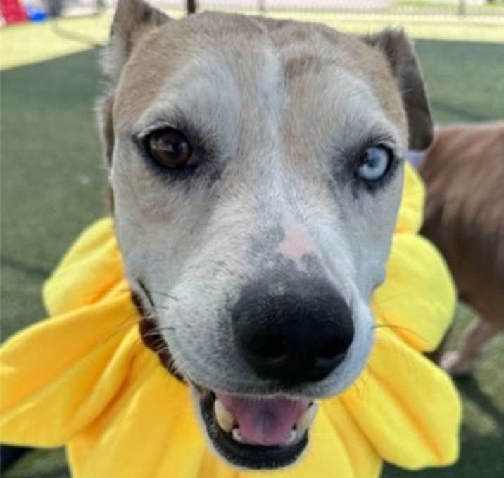 Photo of Sweetie