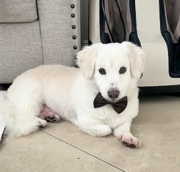 Photo of Hamilton is a sweet senior!
