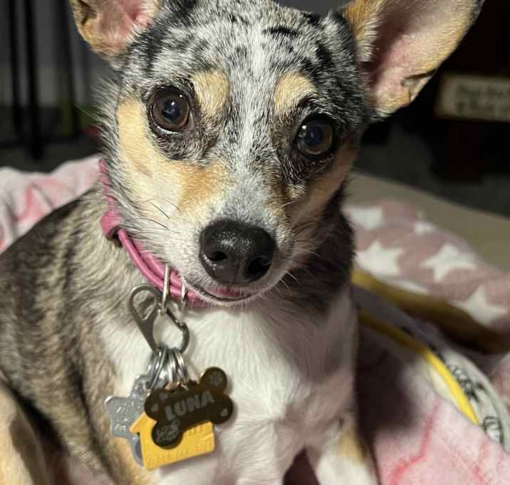 Photo of Luna