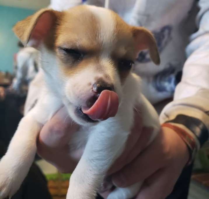 Photo of Poppy