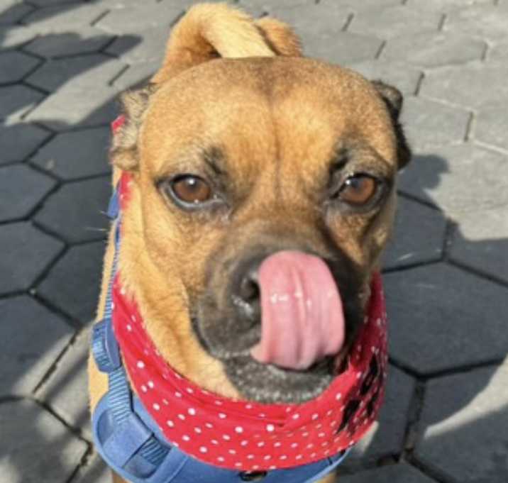 Photo of Bruno