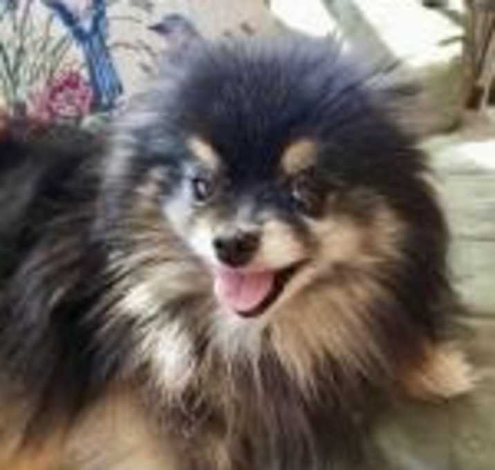 Photo of Autumn Pom