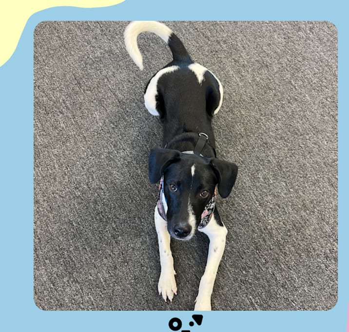 Photo of Bailey