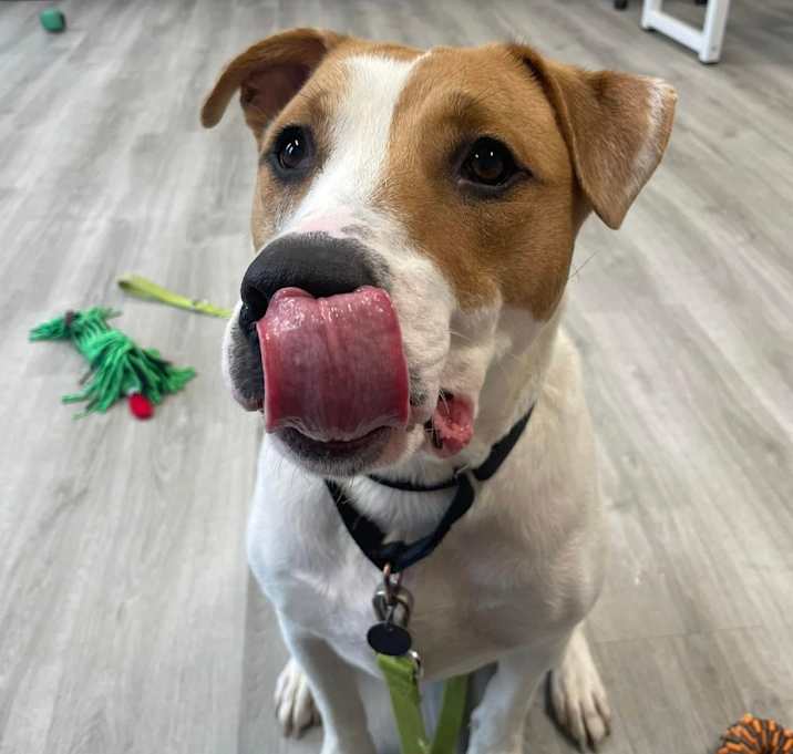 Photo of Baxter
