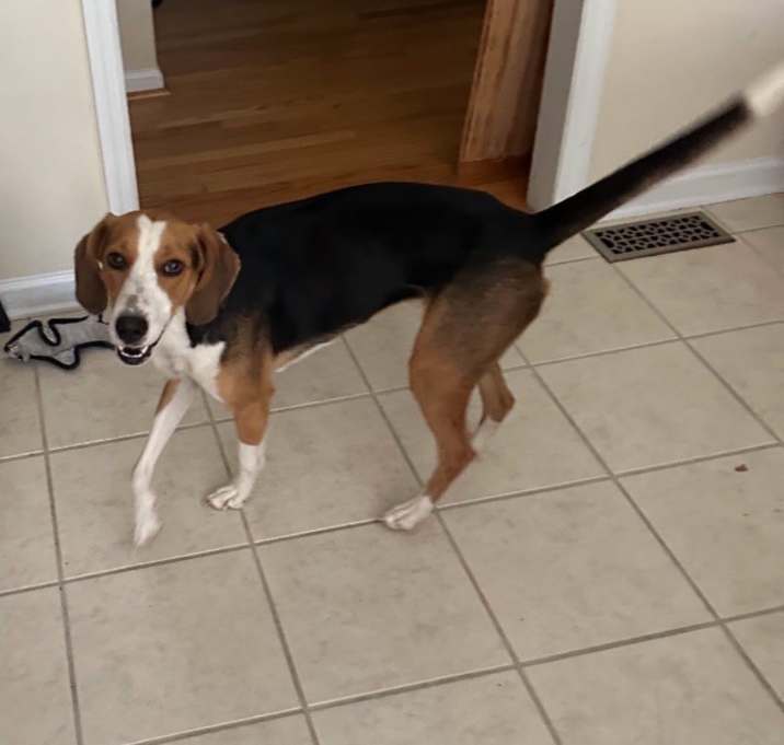 Photo of Cookie