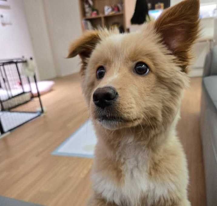 Photo of Benji