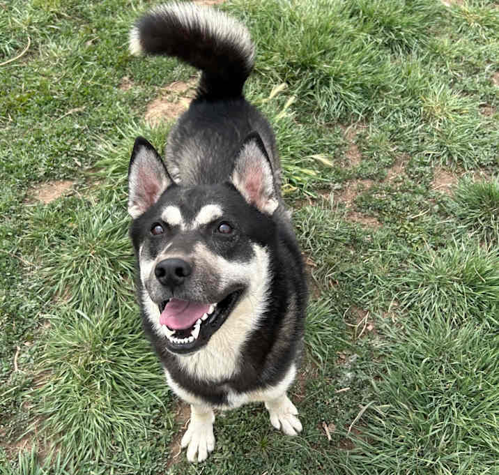 Photo of Cosmo - Loves Treats & Is Playful! Adopt $50!