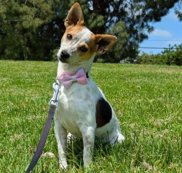 Photo of Quinn