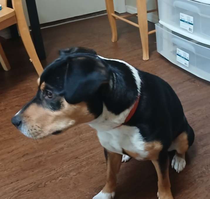 Photo of Shadow