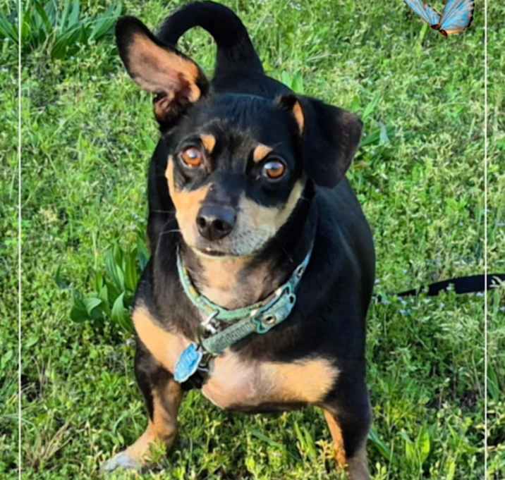 Photo of Snickers