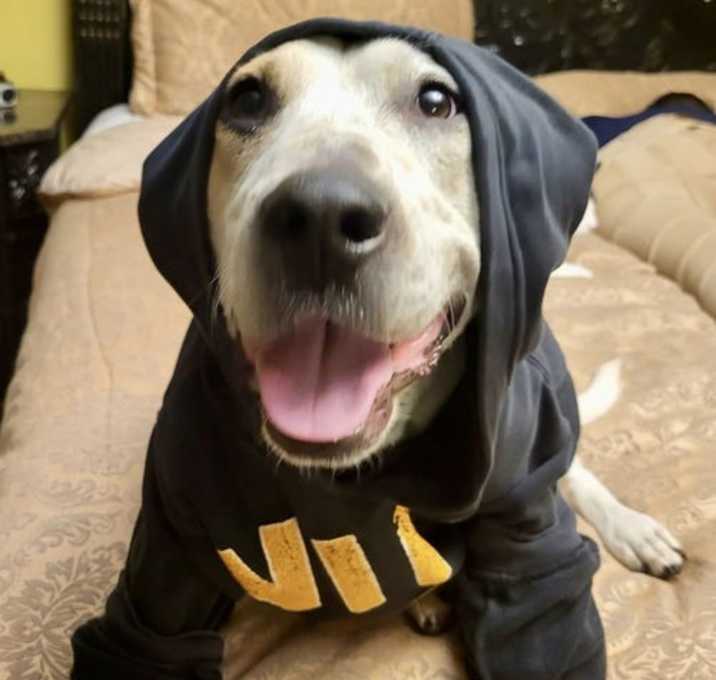 Photo of Stubby