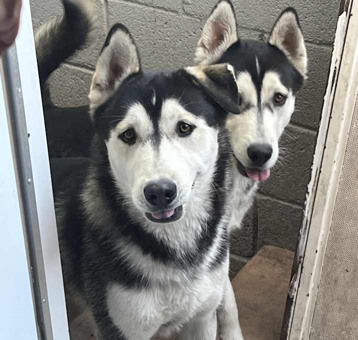 Photo of Dutch / Juno