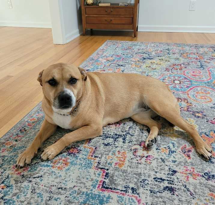 Photo of Bailey