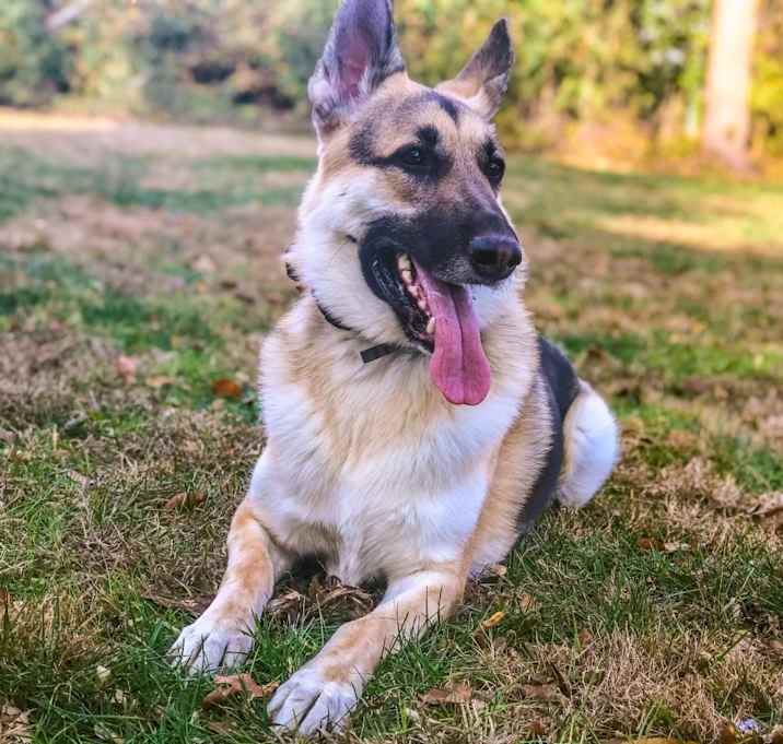 Photo of Anubis