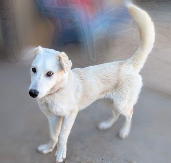Photo of ARCHIE