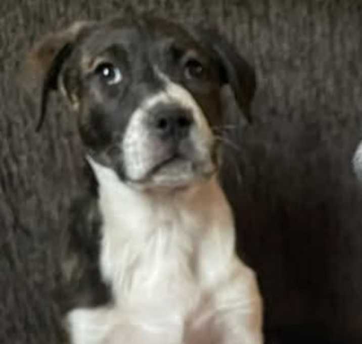 Photo of Lola