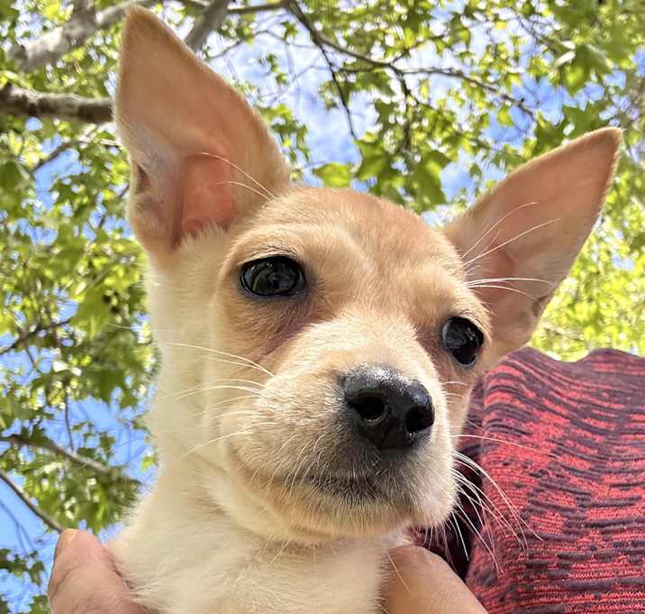 Photo of Lily