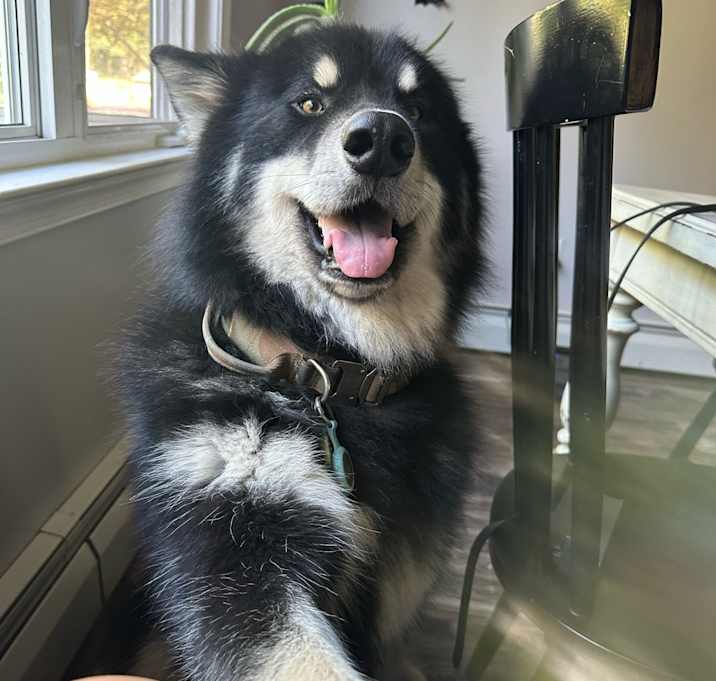 Photo of Loki