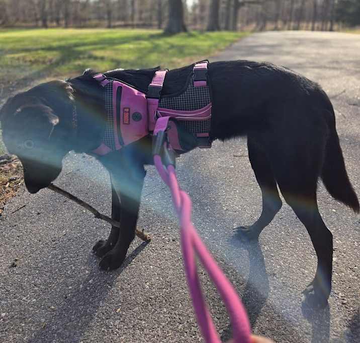 Photo of Bean