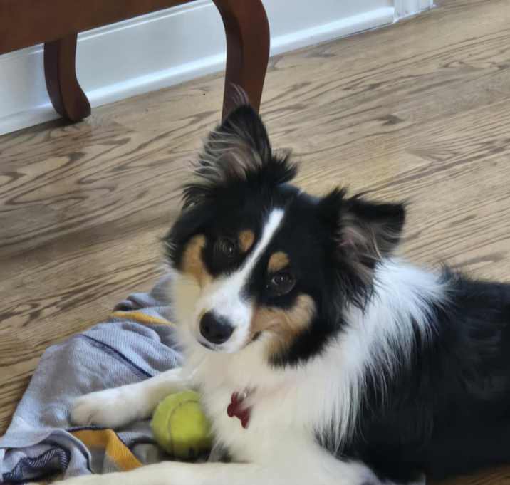 Photo of Daphne