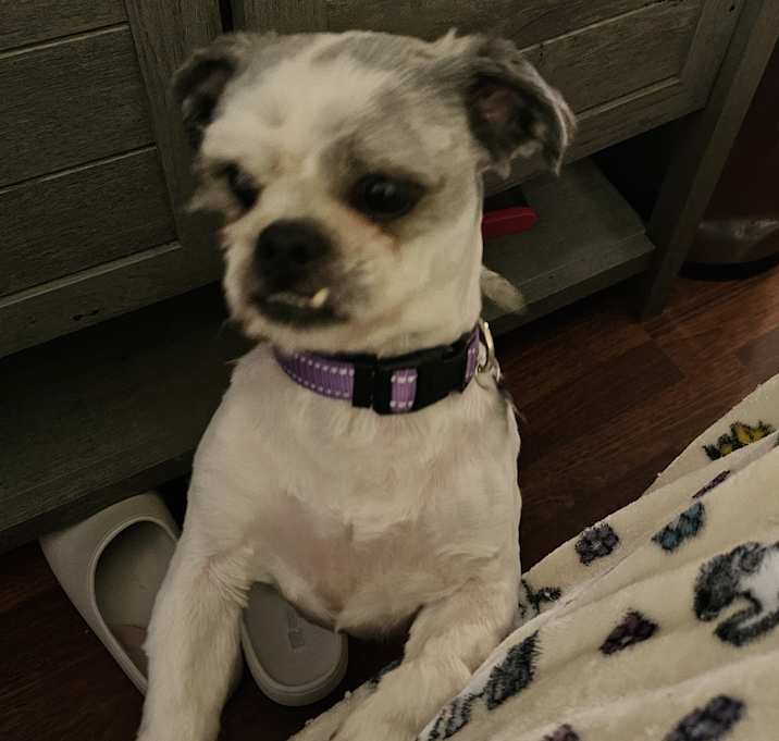 Photo of Oreo