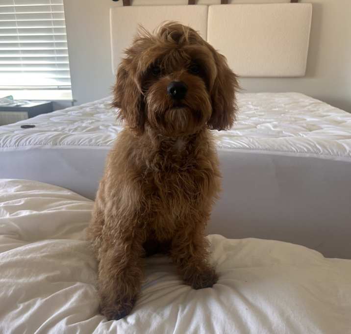Photo of Blu