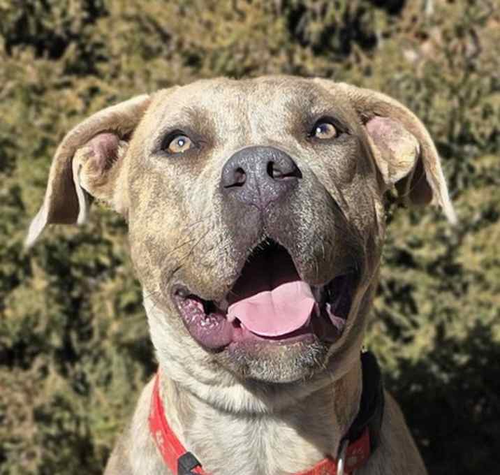 Photo of Stunning Ms Zia ~ Exquisite American Bully !