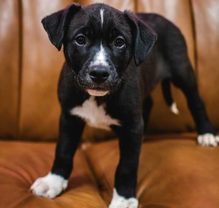 Photo of Rex