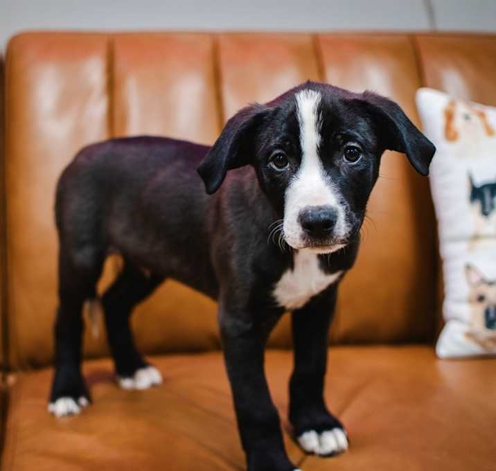 Photo of Snoopy