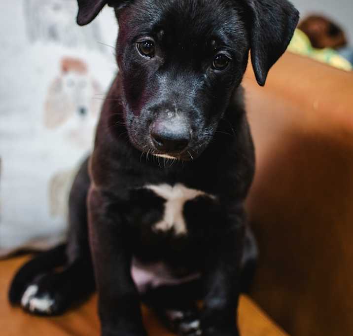 Photo of Shadow