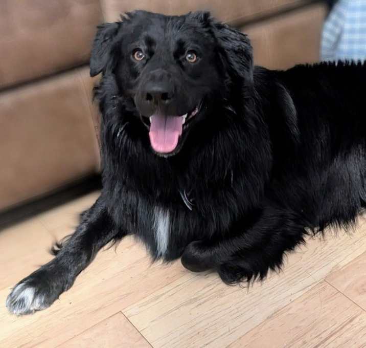 Photo of 25-032 Bojangles “Bo”