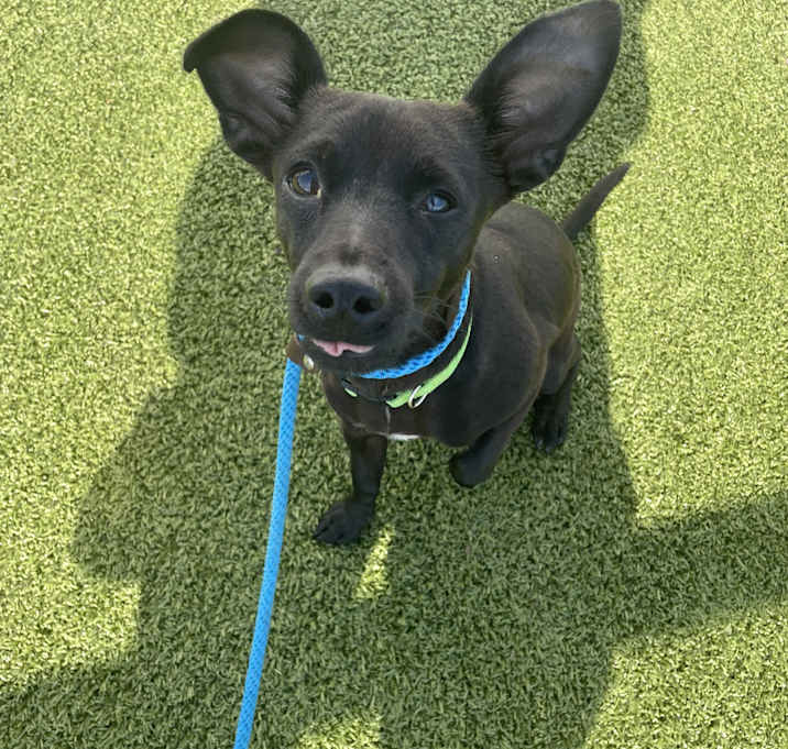 Photo of Joey