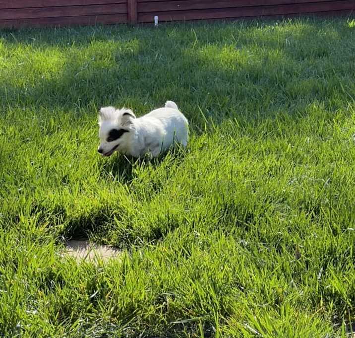 Photo of Daisy