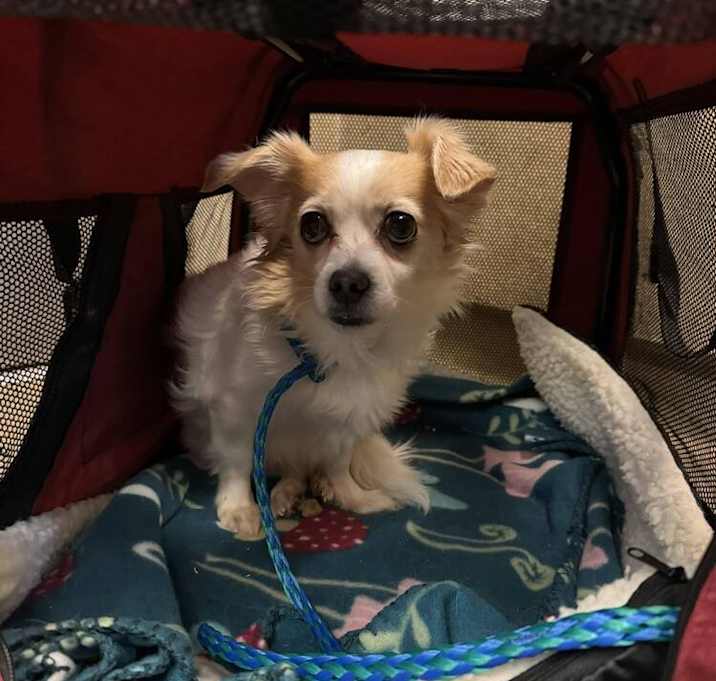 Photo of Dewey