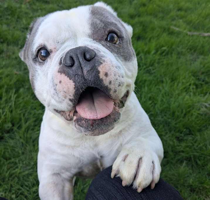 Photo of Miss Squish Muffin - AVAILABLE