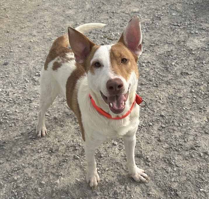 Photo of Archie