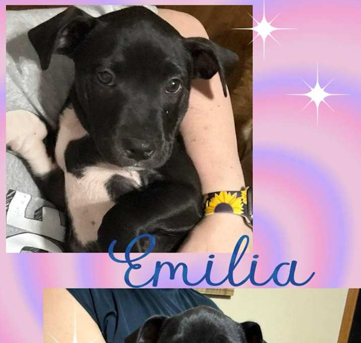 Photo of Mama Emberlee's Pups