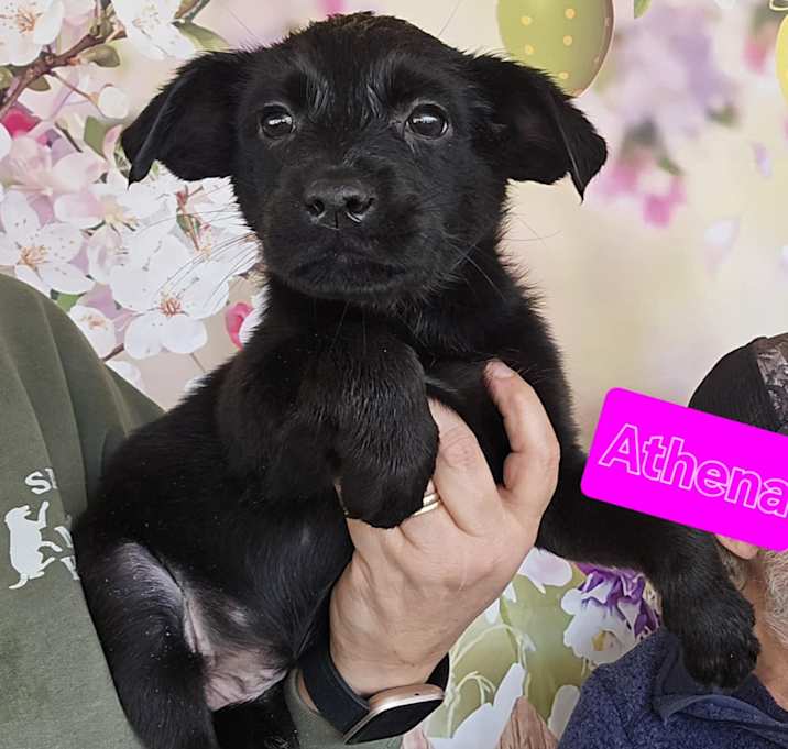 Photo of Athena