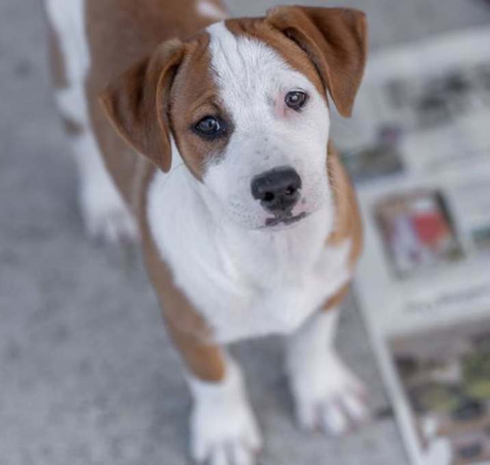 Photo of Lollipop Pup - Pirulin
