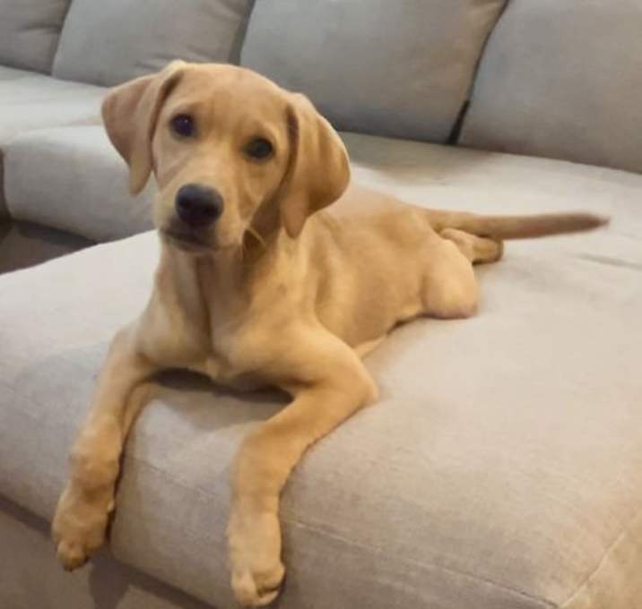 Photo of Caramel