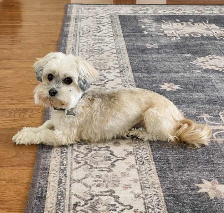 Photo of Leia