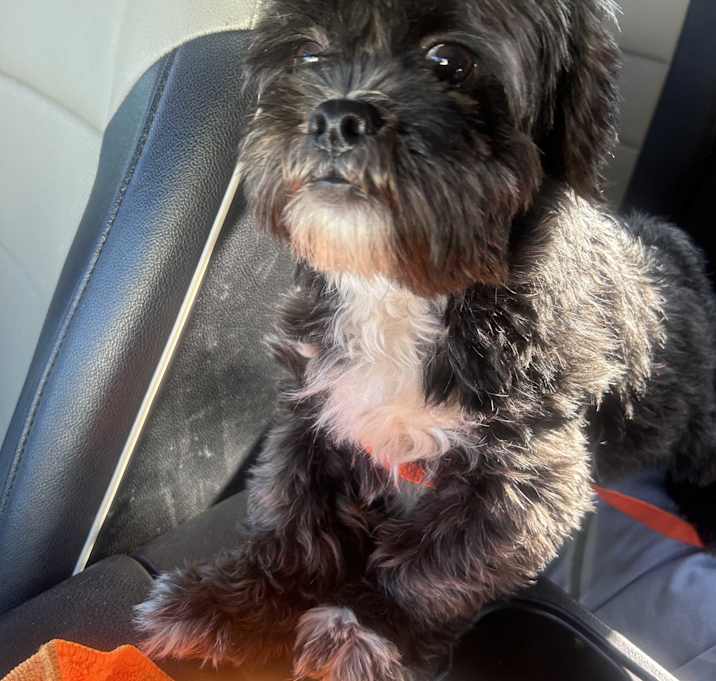 Photo of Bentley