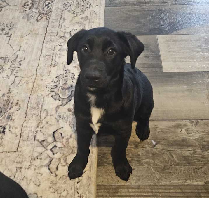 Photo of Bear